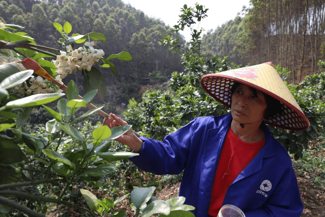 柚花（柚花香单丛好喝吗） 第2张