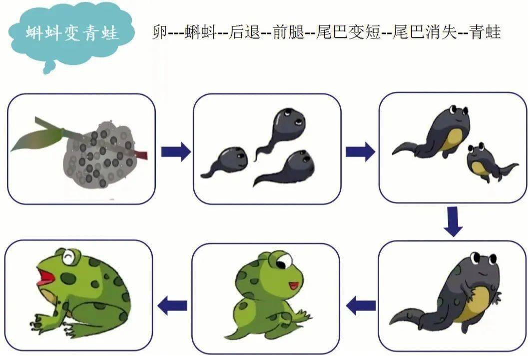 青蛙的发育过程图解图片