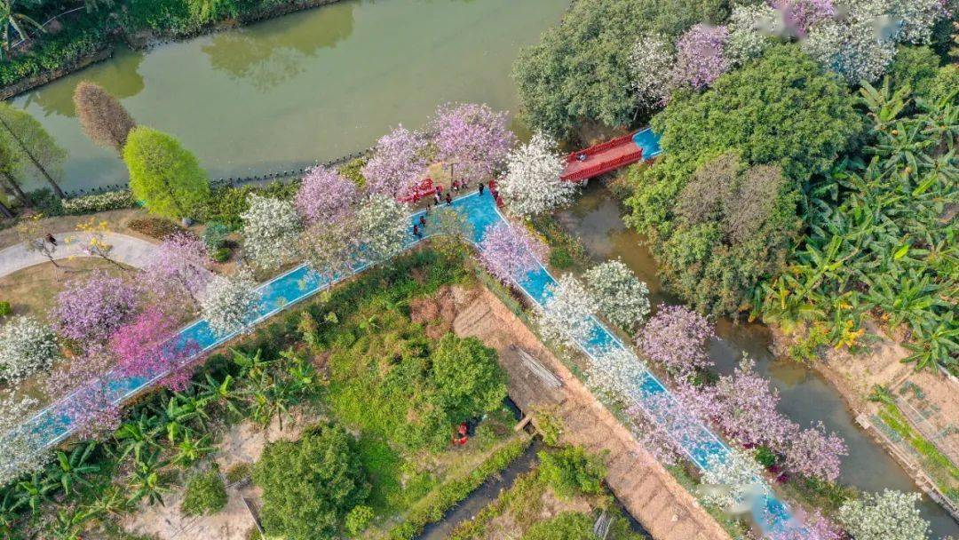 "粉"了,麻涌古梅乡韵这条"花路"惹人醉_紫荆_dgmlmc_平台