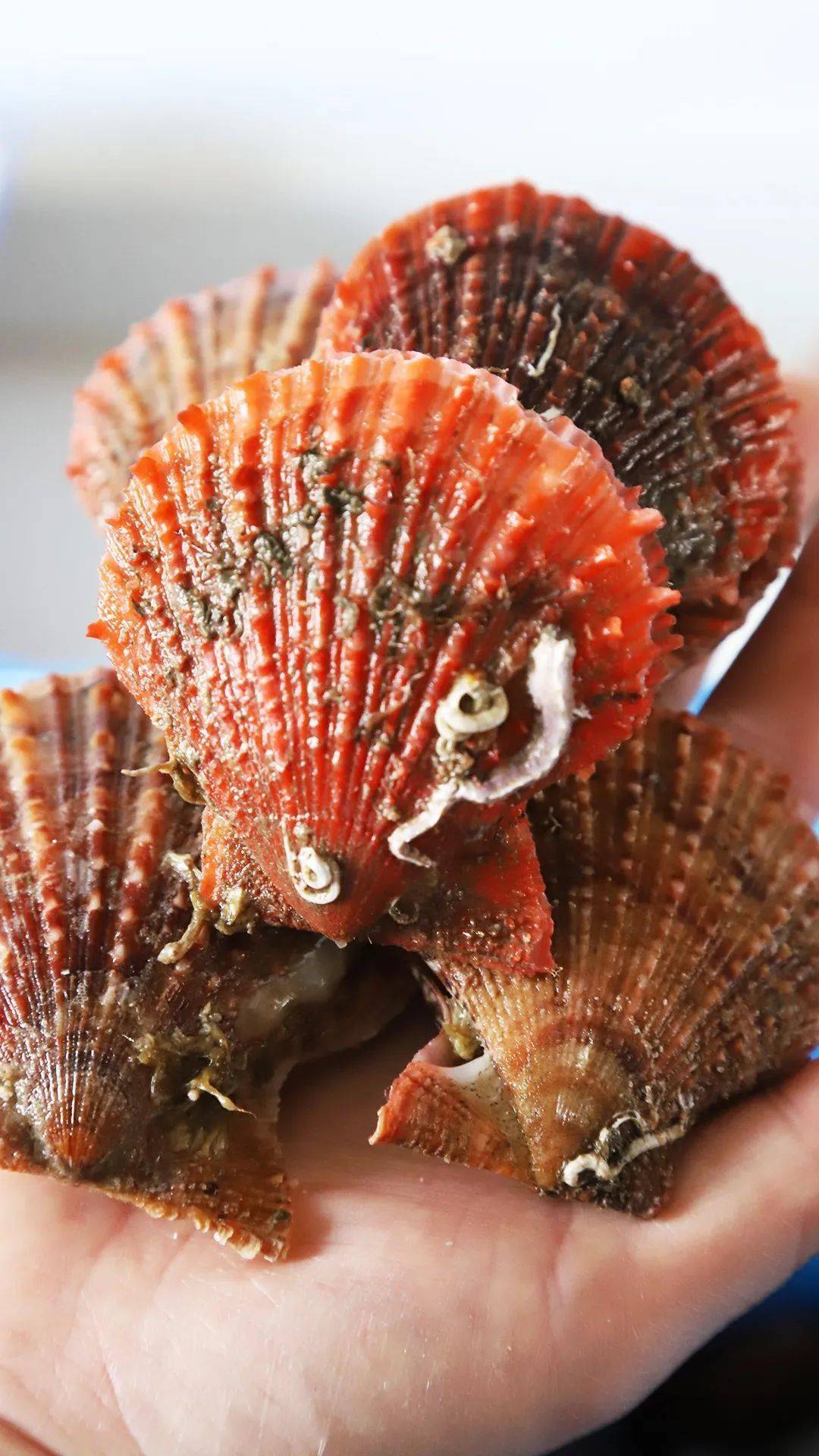 胶东海鲜红扇贝→春天一口鲜,鲜甜肥美!一箱8斤省内99元顺丰包邮!