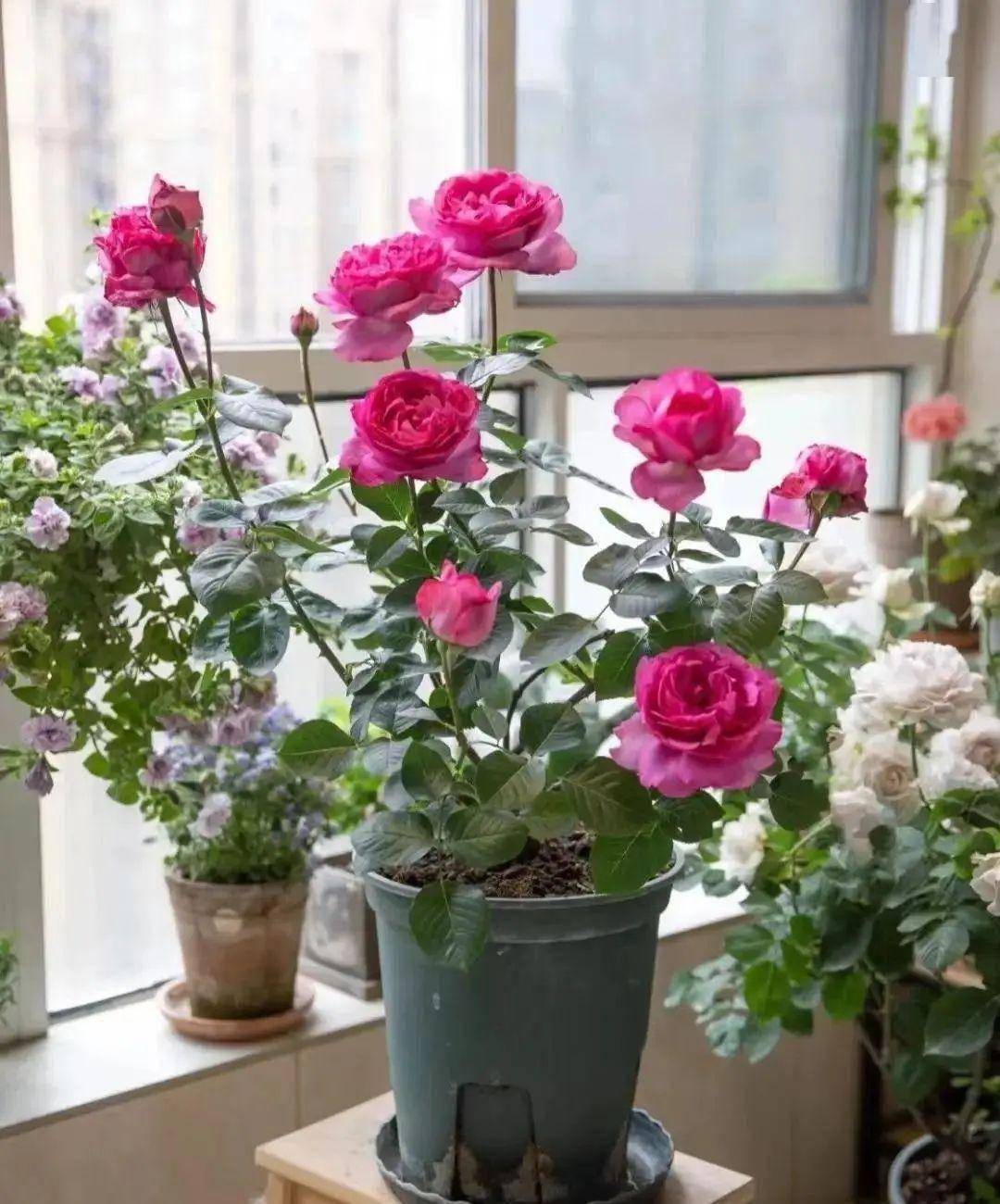 初春月季花长花苞,最怕一种害虫,小心叶子卷曲,花苞发黄_合剂_治疗