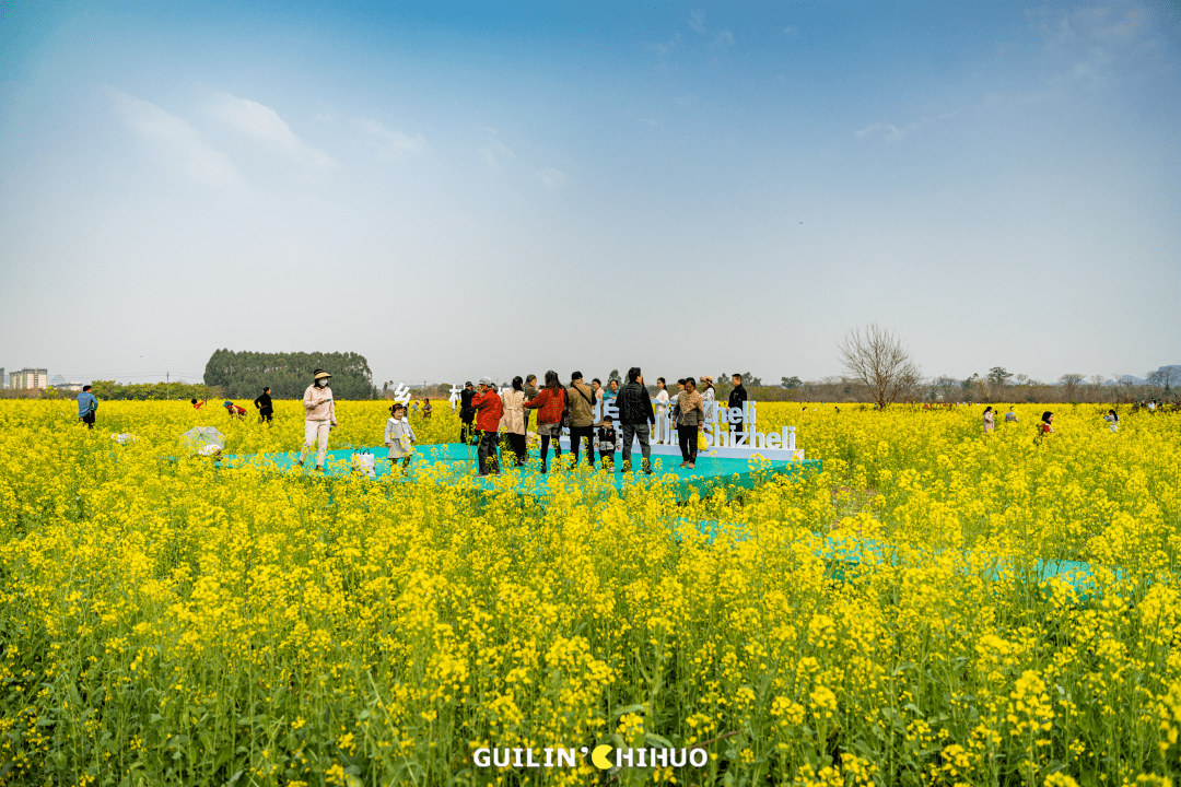 油菜花_窑头村_生活