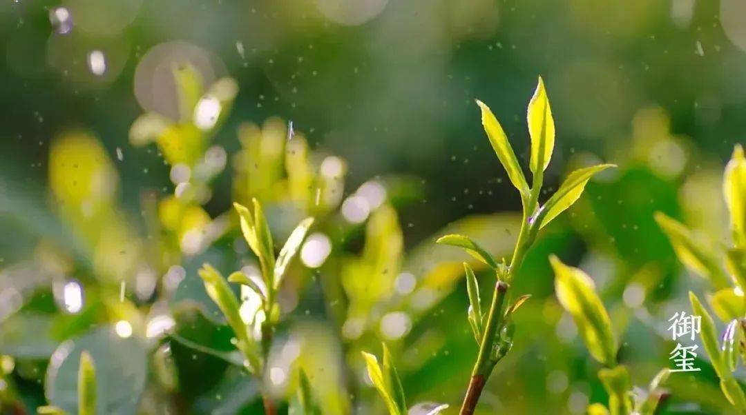 茶叶定制化服务_茶叶企业定制_茶叶定制化服务是什么