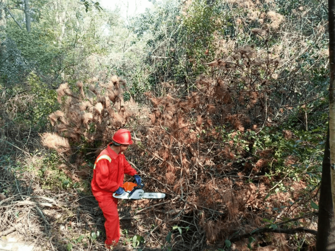 3月6日,在仰天崗國家森林公園一處松樹林裡,一陣油鋸轟鳴聲響起,一棵