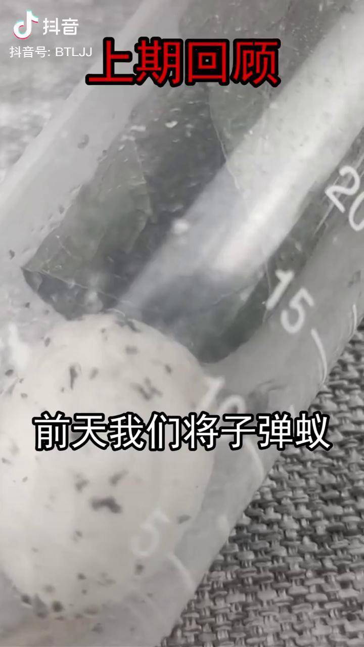 子弹蚁vs蚁狮图片