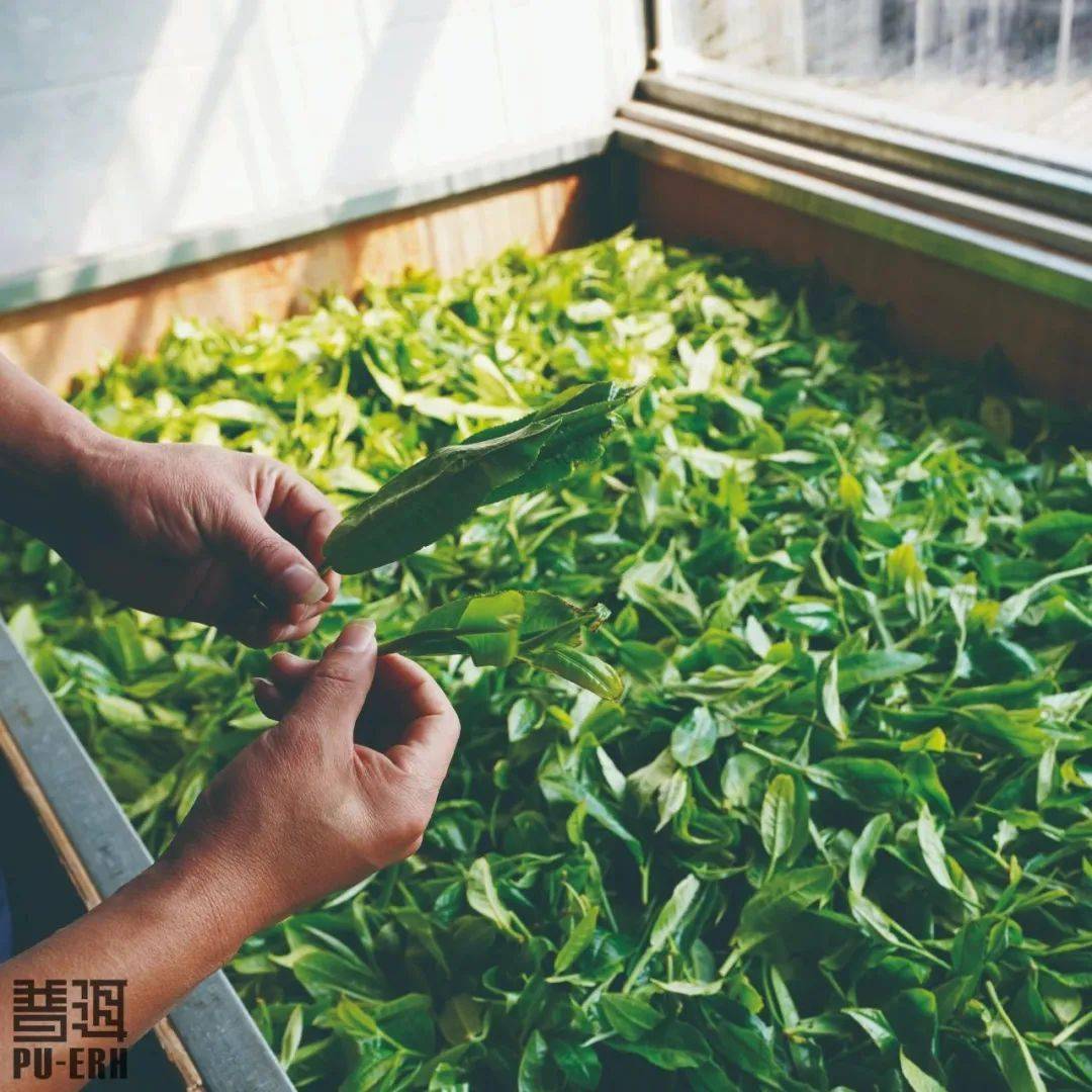 普洱茶鲜叶,摊凉,摊晾还是萎凋?_国标_工艺_环节