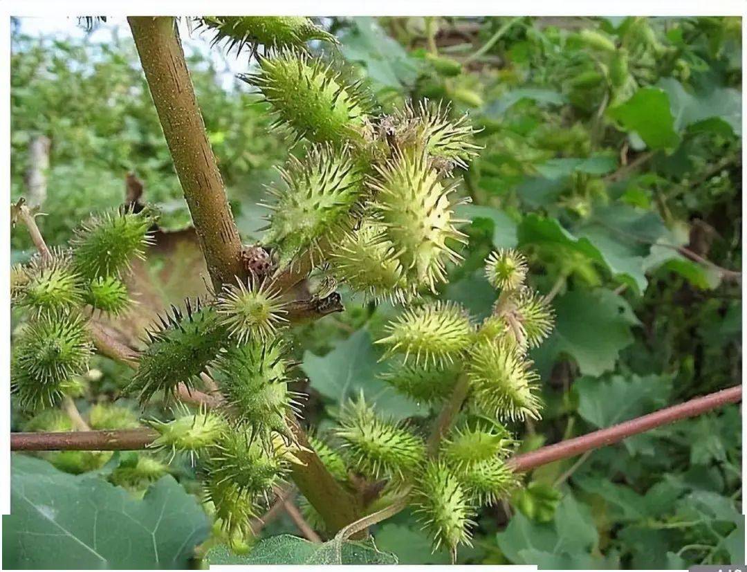 小时候拿来恶作剧的野生苍耳,现如今都开始大量种植啦~_农村_植物