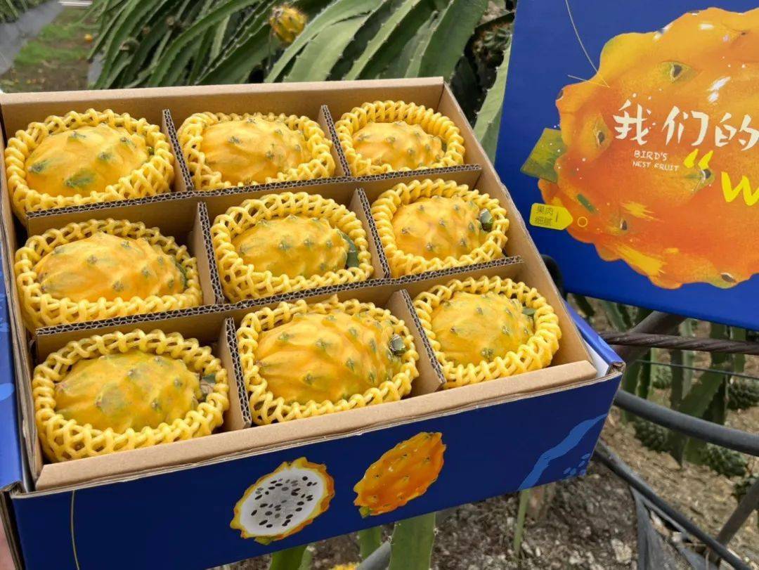 水果"新贵"黄金燕窝果!丝丝嫩滑,甜度一骑绝尘_口感_种植者_礼盒装