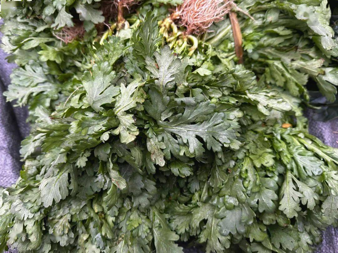 茼蒿又称蓬蒿,蒿子杆,在中国古代,茼蒿为宫廷佳肴,所以又叫"皇帝菜".