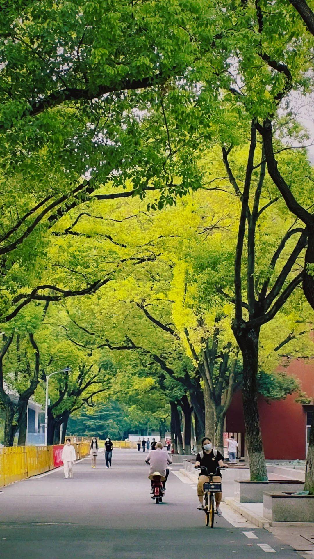 在上大,拥抱最美的绿色!_绿化_建设_校园