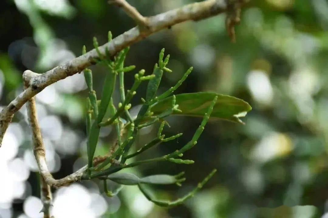 螃蟹岬茶叶图片