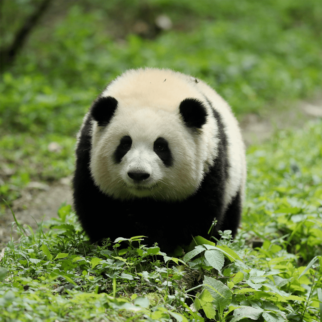 今天植树节,想种一棵"花花"树!_大熊猫_美兰_成都
