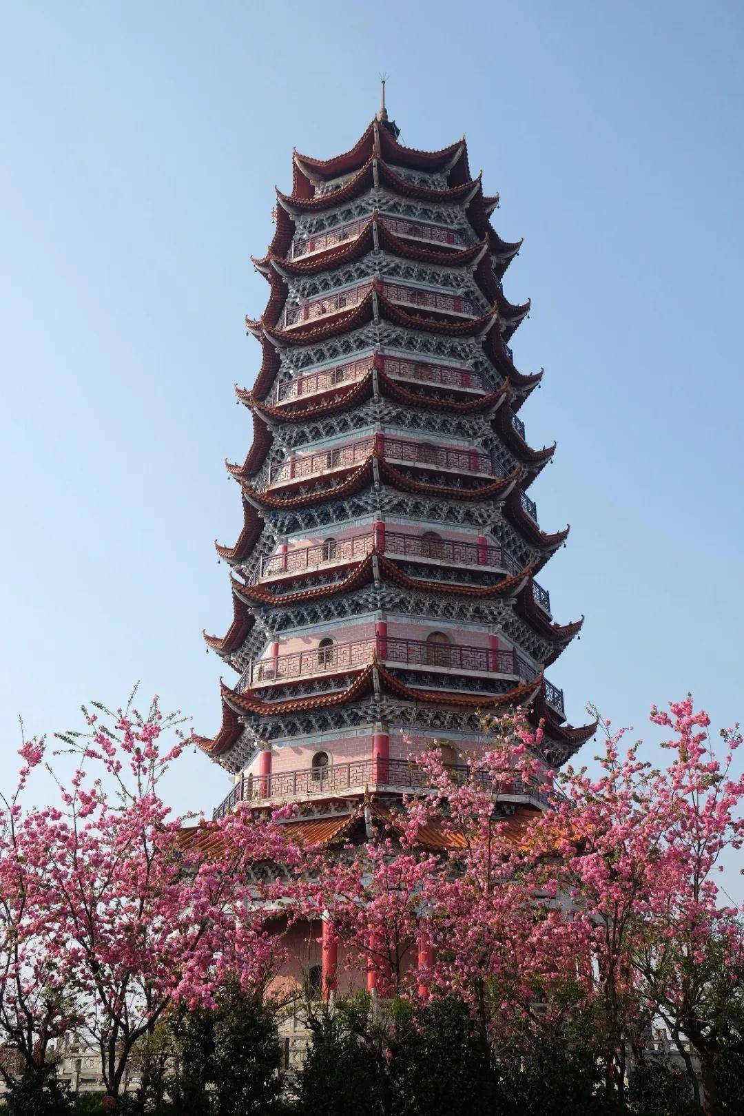 千红的花卉轮番绽放勾绘出一幅春光明媚的斑斓图景牟定海棠花(通讯员