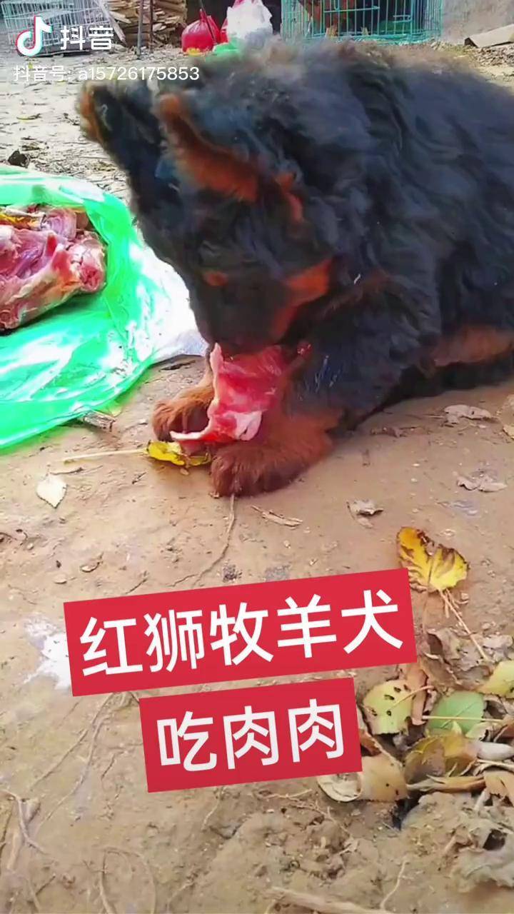 巨型美国红狮犬图片