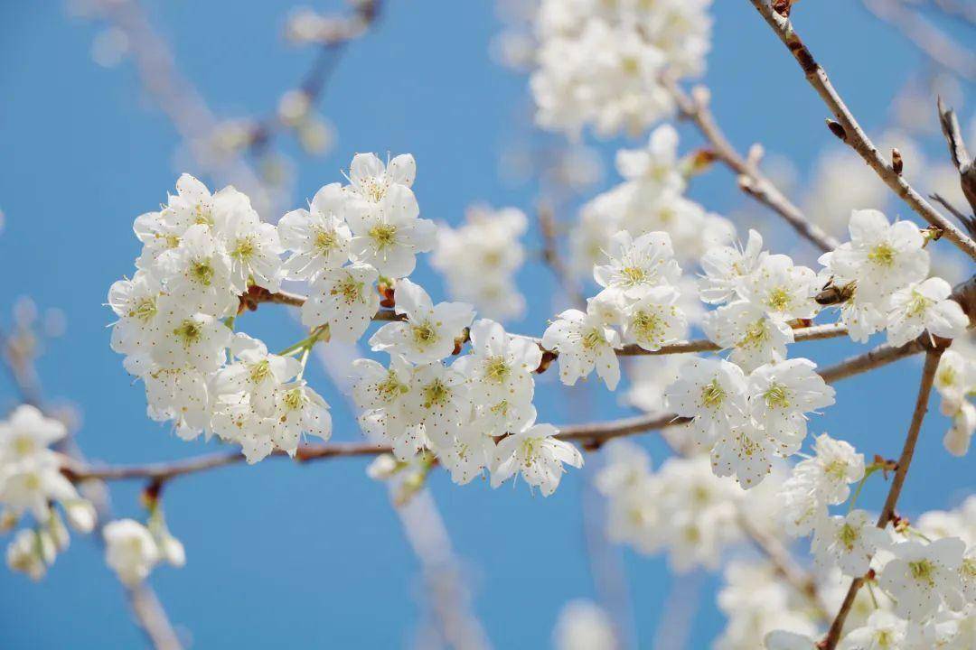 千红的花卉轮番绽放勾绘出一幅春光明媚的斑斓图景牟定海棠花(通讯员