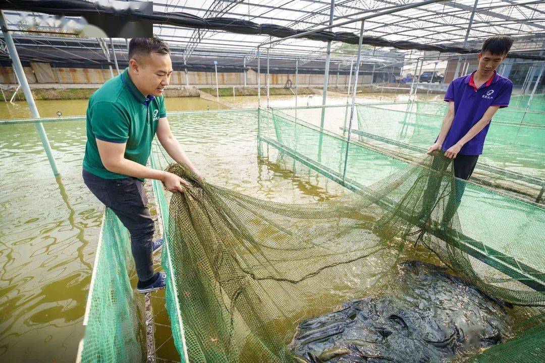 【陽光校園 活力一小】走進桑基漁場,樂享自然風光69_魚寶寶_魚花