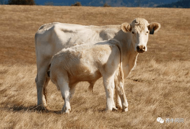 4,澳洲和牛详细介绍:契安尼娜牛源自意