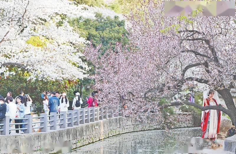 郑州：樱花怒放 海棠盛开