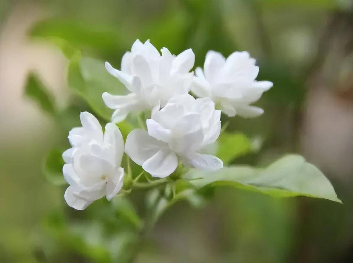 欣赏|茉莉花开,清新淡雅_女人_白色_季节