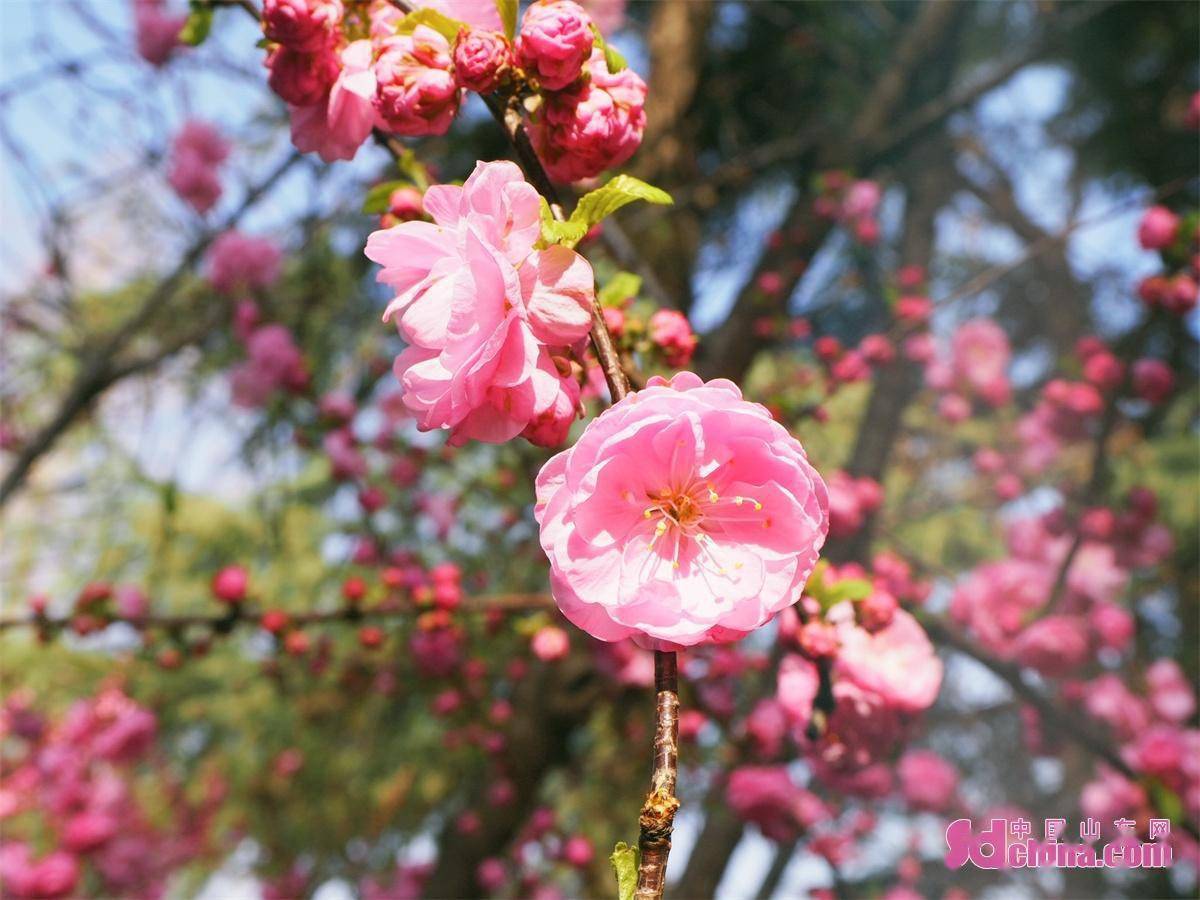 又是一年赏花时！济南市民踏青赏花，乐享春光