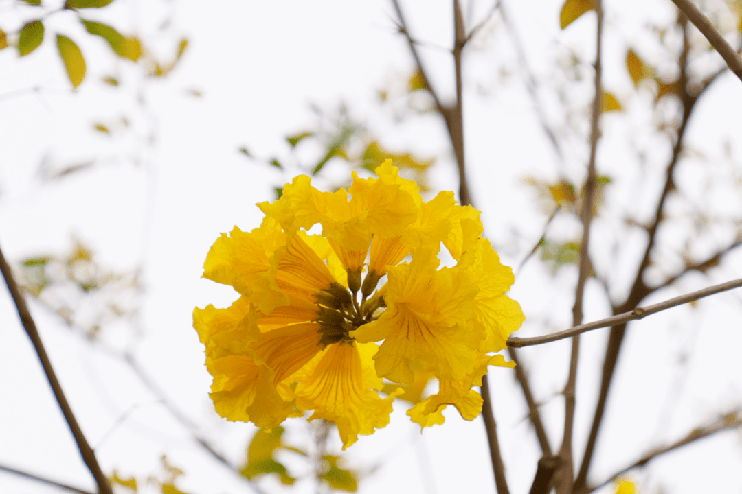 懷集黃花風鈴木