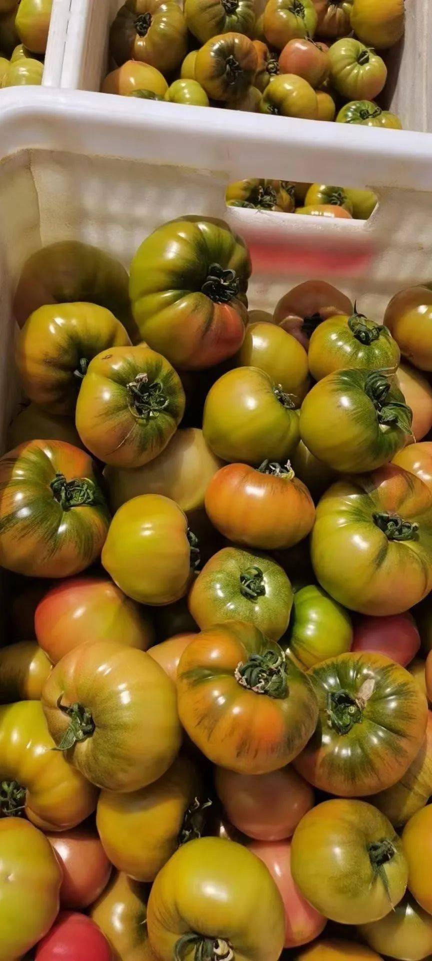 757575番茄是后熟的哦,现在的季节发的是7-9分熟的番茄错峰食用