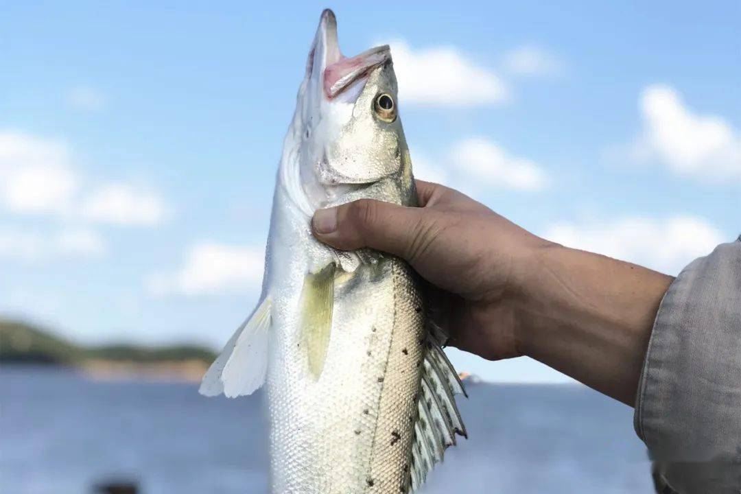 《海物惟错》告诉你鱼羧撕秃Ｏ实墓适!_海岛_旅游_大海