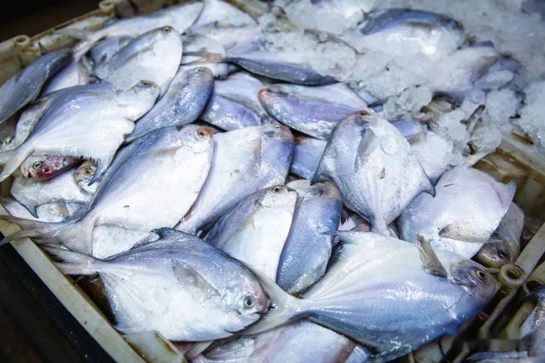 《海物惟错》告诉你鱼羧撕秃Ｏ实墓适!_海岛_旅游_大海