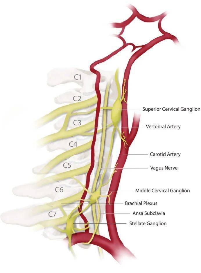 颈椎交感神经分布图图片