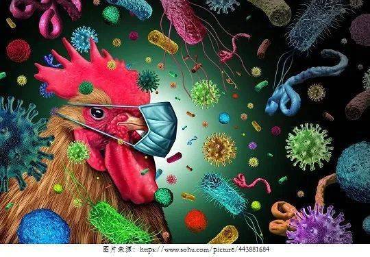 海关在行动丨人畜共患病之高致病性禽流感_病毒_动物_传播