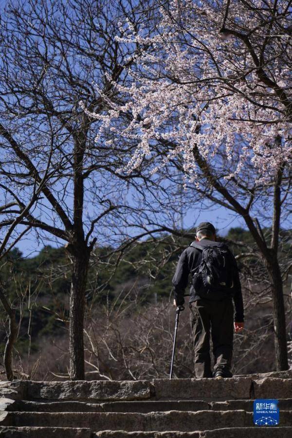 北京：春到香山