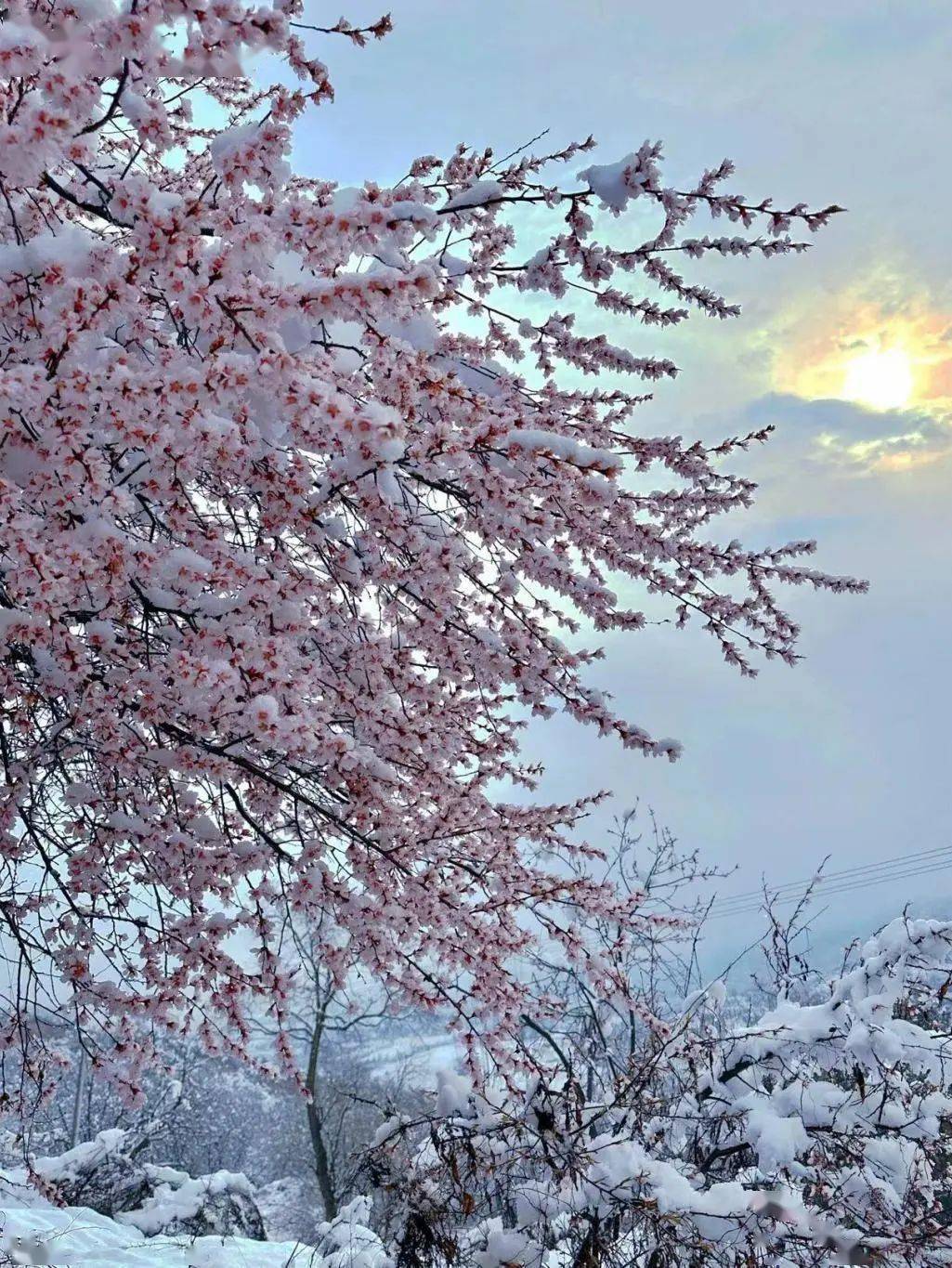 三月桃花雪一城柳絮风图片