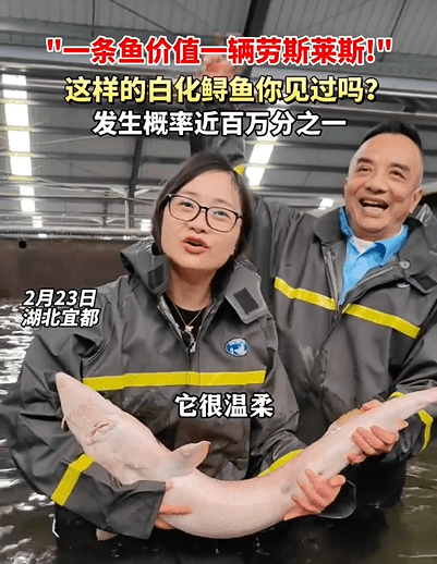 "这样的白化鲟鱼你见过吗?发生概率近百万分之一_清江_湖北_养殖