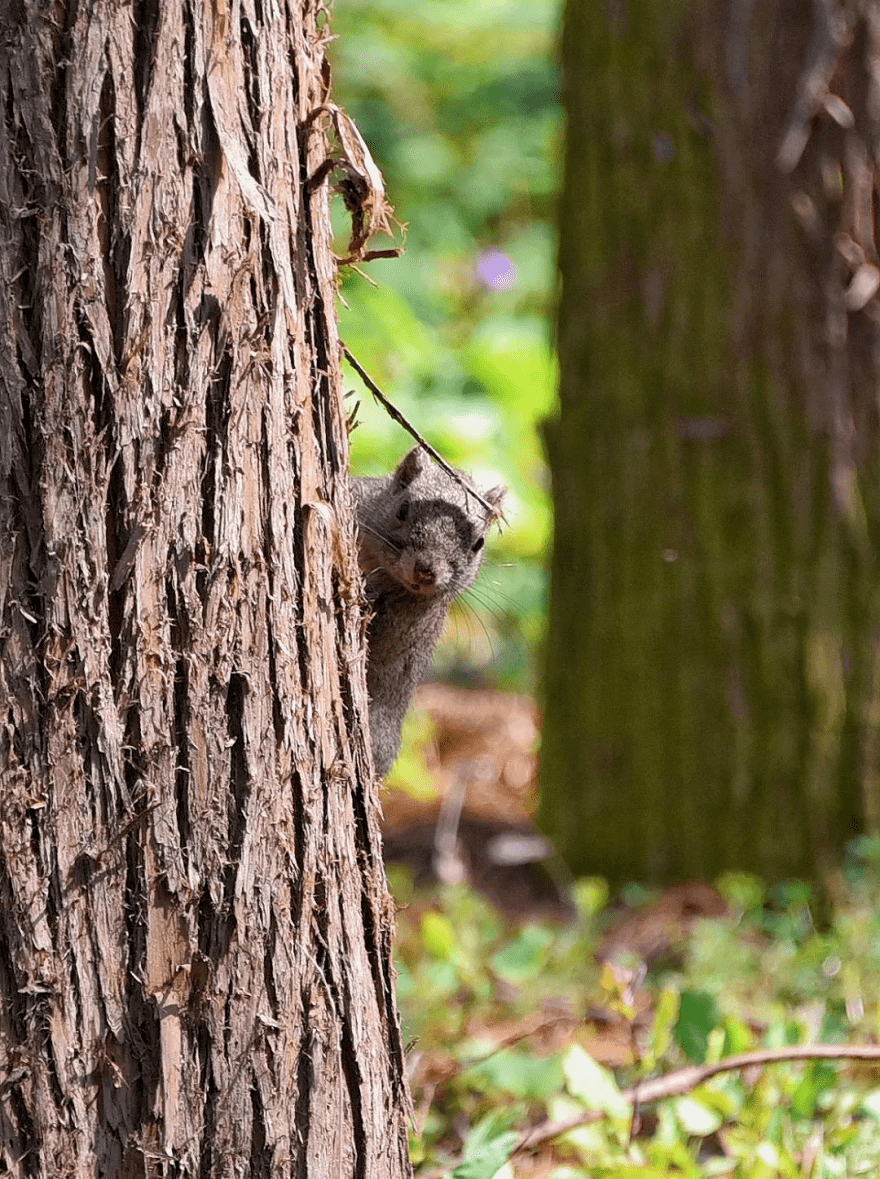 林间嬉戏的公园里最引人注目的迎接着春的到来小动物们也都撒着欢儿