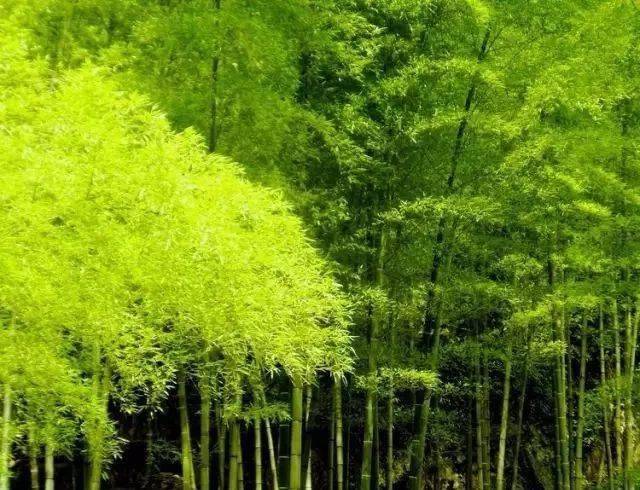 绿色养眼图,眼睛累了,来放松一下!