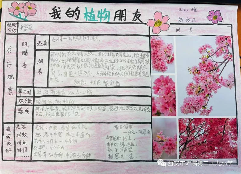 迎春花羞怯婉约,玫瑰花艳丽多