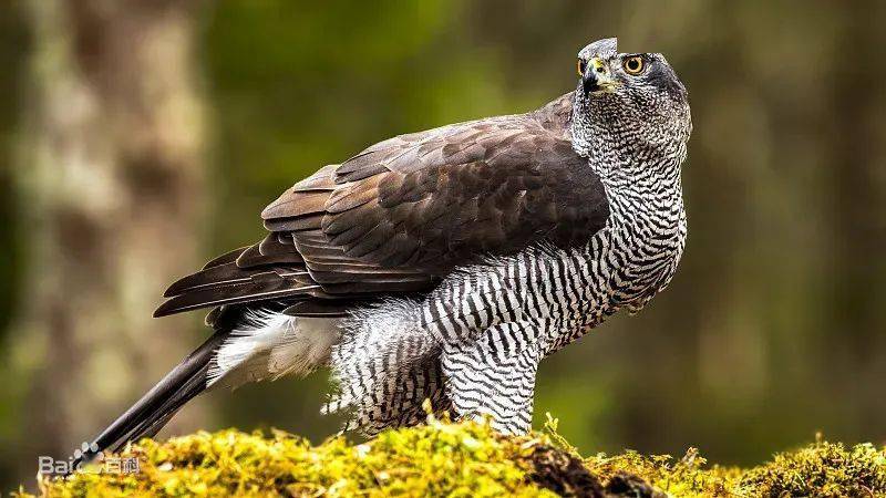 "异宠"知多少丨"空中霸王"鹰隼_隼形_形目_猎物