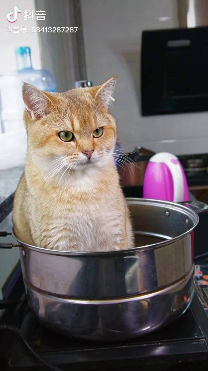 猫猫汤来喽!被迫营业的猫猫 我和我的怨种猫咪 双料特工