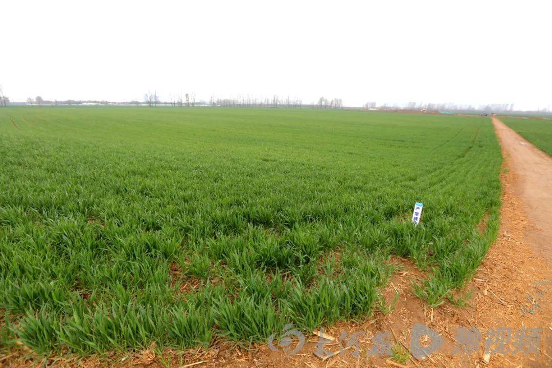探访雨后周口的农田:麦苗青青挂水珠,土壤湿润解旱情_李可凡_周口市