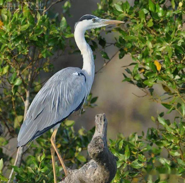 其中40只为两栖纲无尾目叉舌蛙科中国虎纹蛙,属于