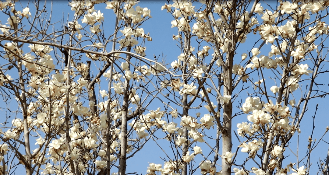 赏花合理时！一路领略花开长清