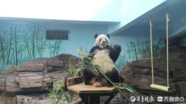 润哥探游|济南“功夫熊猫”出圈，饲养员：吃的竹子要从四川空运