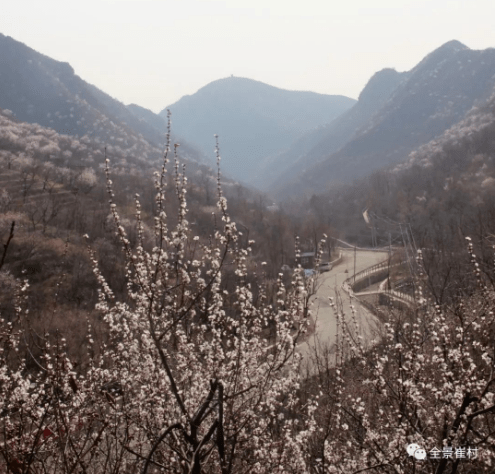 昌平开启“赏花热”！什么时候去哪里看什么花？那份攻略请收好→