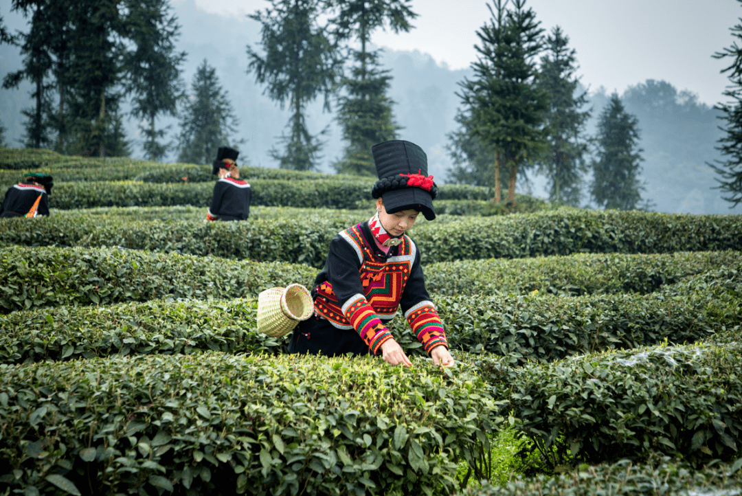 2023中国彝茶文化节暨第六届小凉山采茶节隆重举行,一缕茶香开启马边