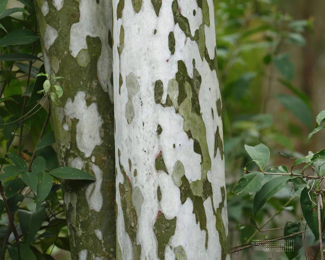 光皮梾木是一种高大的落叶乔木,深绿色的小枝圆柱形,总喜欢与叶子一起