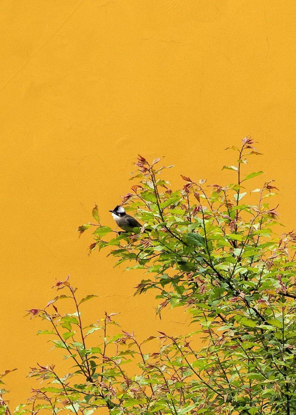 六通】宝相華に鳥と花-