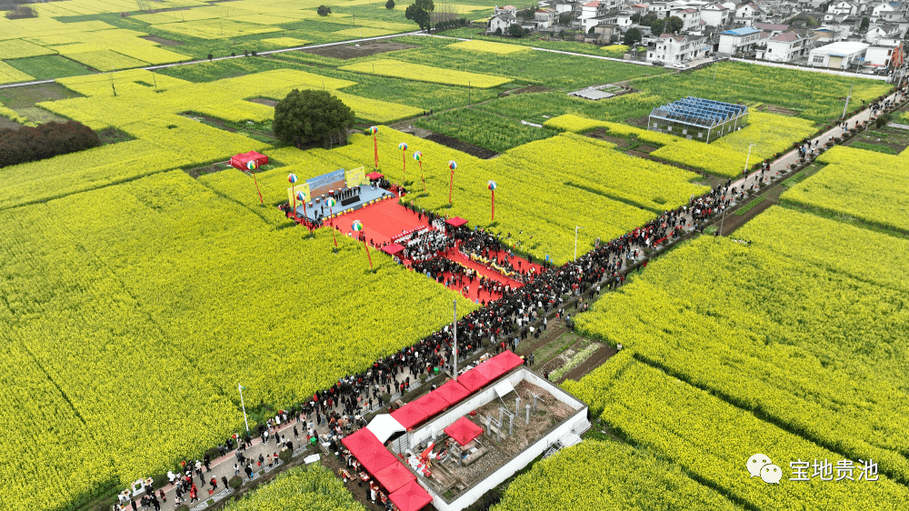 殷汇镇第三届油菜花文化旅游节开幕_活动_溪村_贵池区