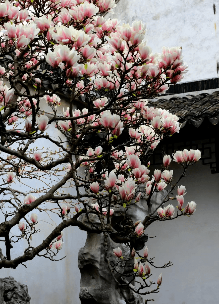 网师园·玉兰花