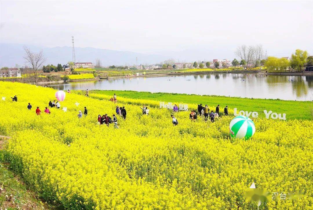 汉中油菜花 汉台区图片