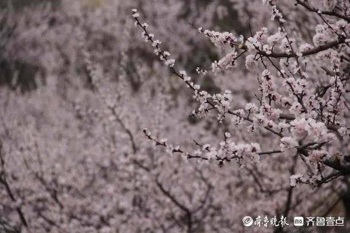 齐鲁早报|山东10地入选国度汗青文化名城；山东探获又一大型金矿床